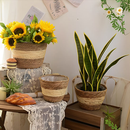 cache pot en osier rotin plantes salon