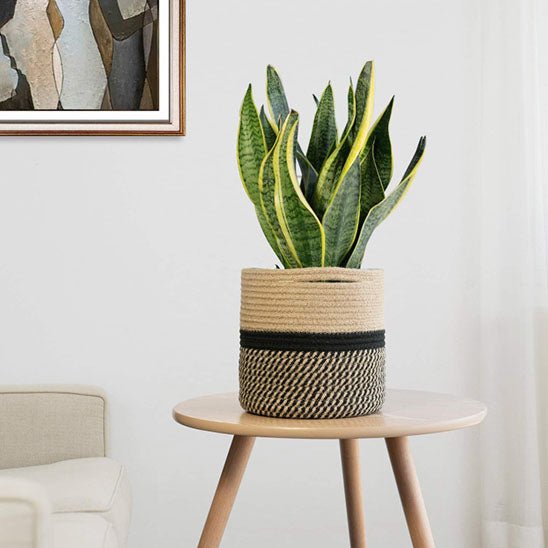 plante sansevieria cache pot corde naturel table bois