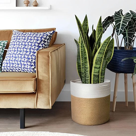 sansevieria cache pot panier bicolore salon moderne canape jaune