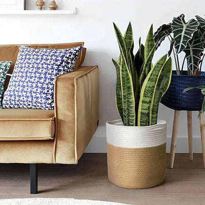 sansevieria cache pot panier bicolore salon moderne canape jaune