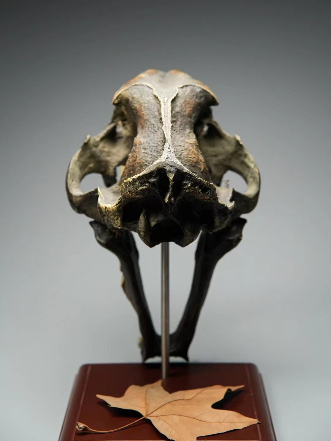 sculpture crâne sabre smilodon vue avant socle bois 