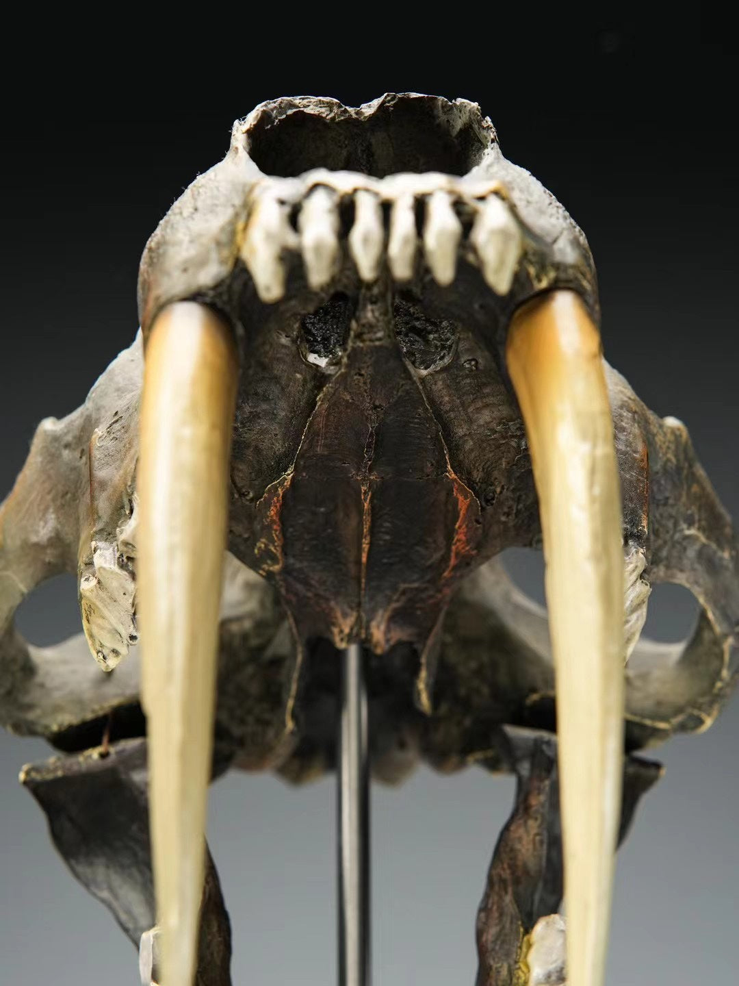 sculpture crane smilodon visage frontal longues canines