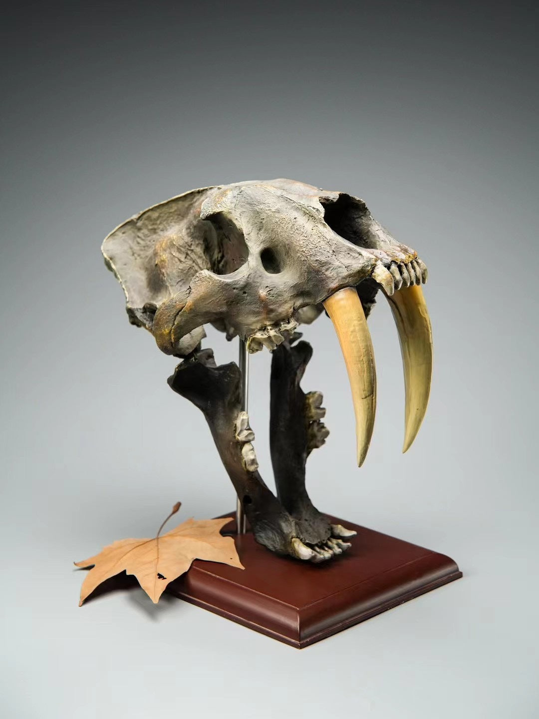 sculpture crane smilodon sabre sur socle bois 