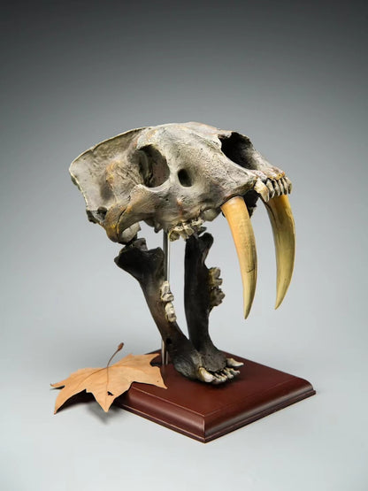 sculpture crane smilodon sabre sur socle bois 