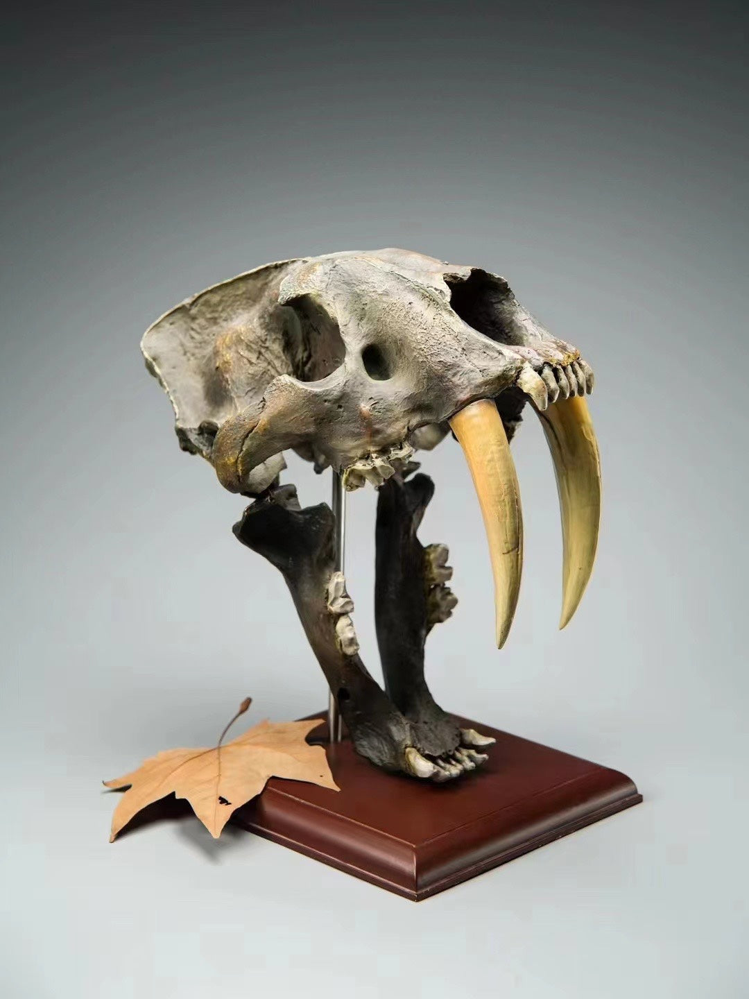 sculpture crane smilodon sur socle bois dents longues